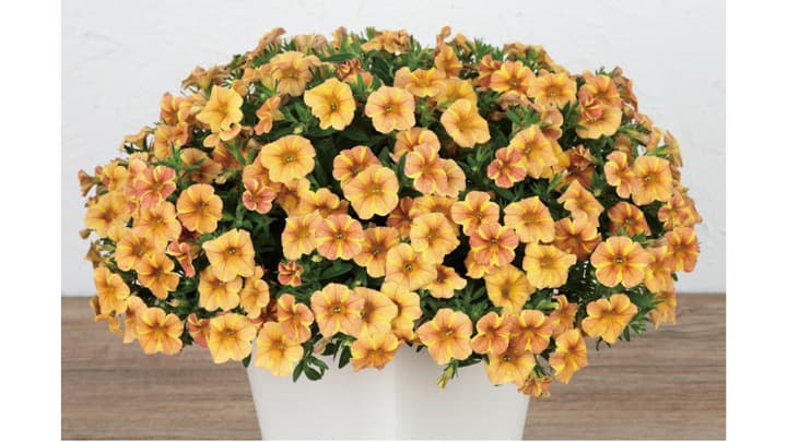 カリブラコア「ふわリッチ」シリーズの新色　限定販売　サカタのタネ