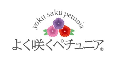 雨に強く長く楽しめる新ブランド『よく咲くペチュニア』展開　サカタのタネ