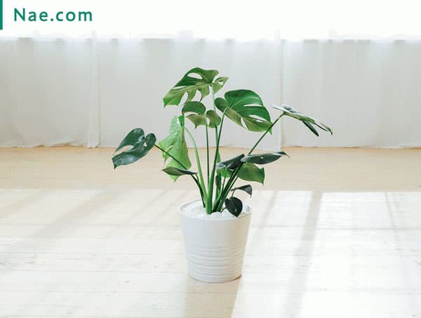 ガーデニングを手軽＆身近に　究極の栽培シート「Nae.com」先行予約販売