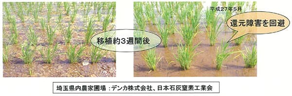 【特集・土づくり】地力増強と環境にやさしい農業を 石灰窒素による稲わら秋すき込みで