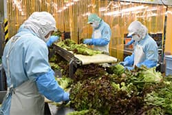 「鮮度が大事」カット野菜需要増