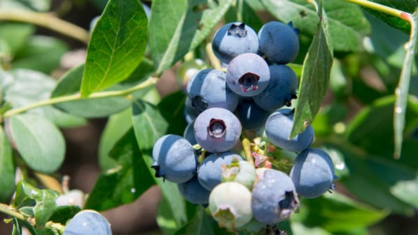 今が旬のブルーベリー　摘み取り農園が開園　東京都日野市