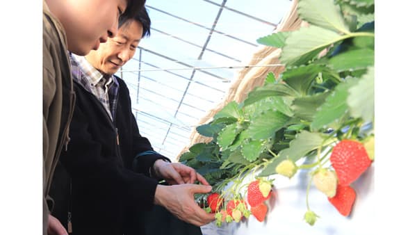 東京発の新品種候補いちご「東京幸華」初の商品化　東京工科大