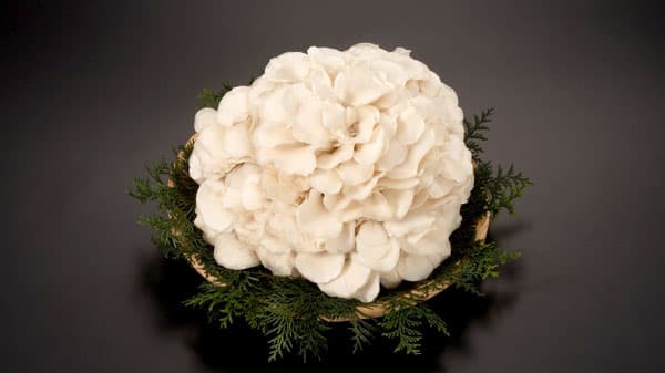 新菌種の白まいたけ「雪国まいたけ極 白」新発売　8月から出荷開始