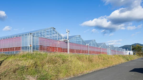 自社栽培の近鉄いちご「はるかすまいる」 販売開始　近鉄百貨店