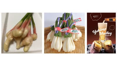 「なめがたさんちの特選マルシェ」ＪＡなめがたしおさい厳選「初夏の野菜ボックス」販売開始