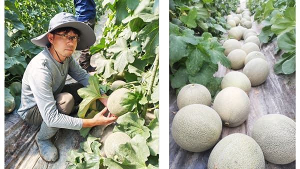 「電解水素水で育てた草津メロン」12日から300セット限定販売　日本トリム