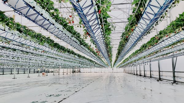 最新鋭のハウスでイチゴ狩り　10日からスタート　井上寅雄農園