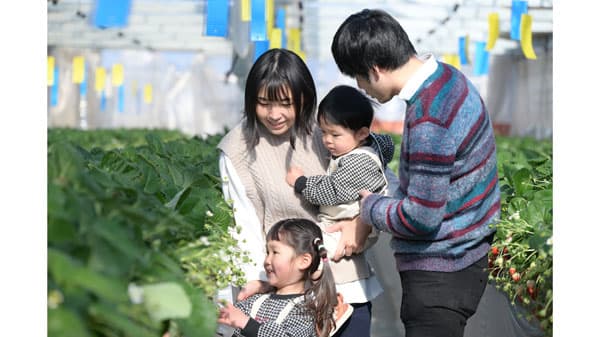 観光果樹園検索アプリ「KAJUAL」最盛期のいちご追加　茨城県常陸太田市