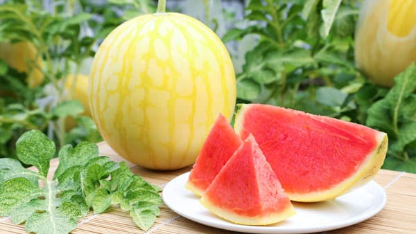 福井市産　黄金色の小玉スイカ「ポスト金福すいか」モニターキャンペーン実施