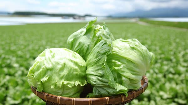 「カットレタス」3品　値段そのままで25%増量　サラダクラブ