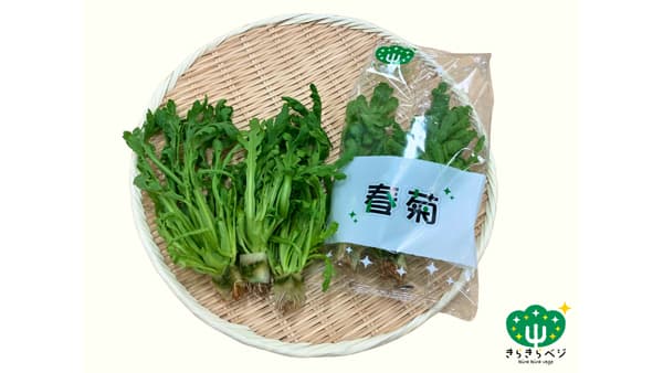 きらきらベジ「春菊」「水菜」新発売　完全閉鎖型植物工場で安定生産　日本山村硝子