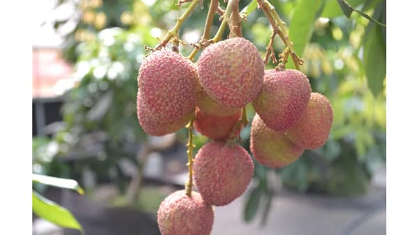 希少な国産生ライチ「千の葉ライチ」収穫体験プラン予約受付開始