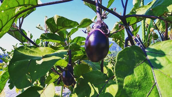 福井の伝統野菜「妙金ナス」を守るプロジェクト　道の駅で開始　勝山DMO