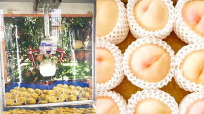 岡山県産白桃を100円でゲット「桃キャッチャー」新登場　美作農園