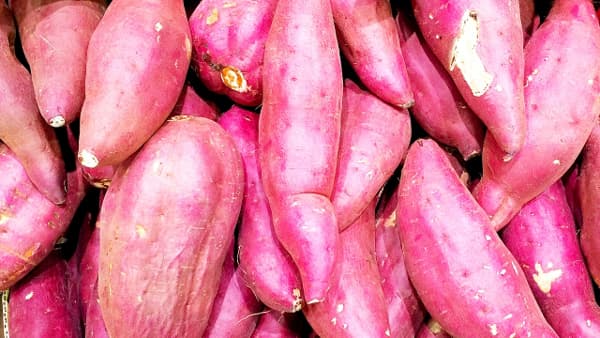 サツマイモ基腐病から日本のサツマイモを守る　産学連携コンソーシアム設立