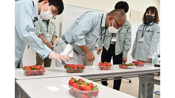 旬の露地イチゴ品評会　ＪＡたかつき阿武野支店で開催　大阪府高槻市
