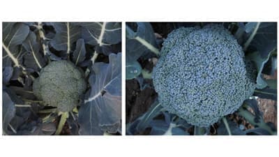 ブロッコリー新品種「快緑（かいりょく）」新発売　朝日アグリア