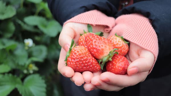春の味覚を楽しむ　市内3つの農園でいちご狩り体験　福井県あわら市