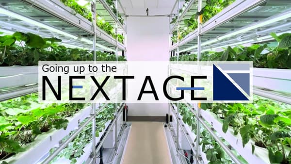 わさびの大規模植物工場で栽培技術開発　海外市場に向けて生産体制構築へ　NEXTAGE