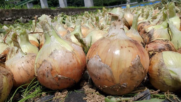 山梨県大月市・玉ねぎ研究会と連携「新玉ねぎを使ったハンバーグ」季節限定発売　石井食品