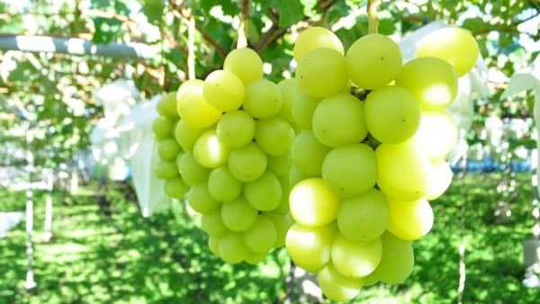 人気のシャインマスカット　今年は豊作・高糖度の見通し　農業総研