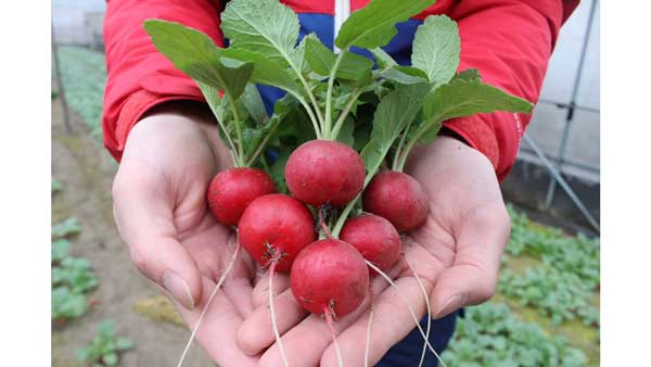 大玉ジューシーで甘い「京丹波ラディッシュ」先行販売開始　京の丹波野村家