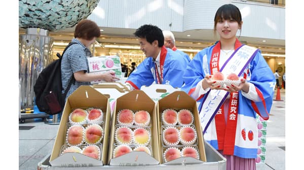 兵庫県川西市特産早生桃「日川白鳳」の即売会　19日に開催