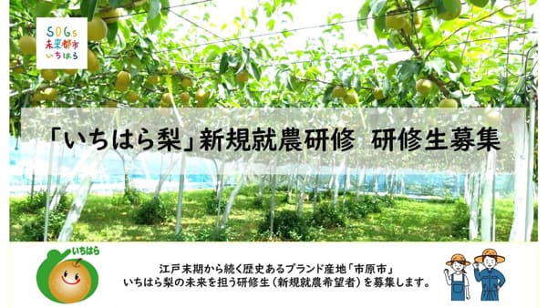 千葉県市原市　特産の梨で担い手確保・育成へ　20日から研修生募集開始