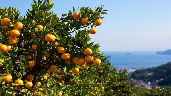 静岡県伊東市で「温州みかん狩り」500円で旬のみかんが食べ放題