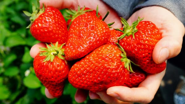 最もおいしい「いちご」の決定戦「第1回全国いちご選手権」開催　日本野菜ソムリエ協会