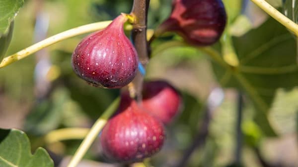 完熟してから出荷　貴重な「志方いちじく」が旬　兵庫県加古川市