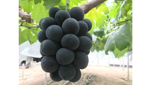 岡山県高梁市「びほく産高級ぶどうが当たる！」プレゼントキャンペーン実施中