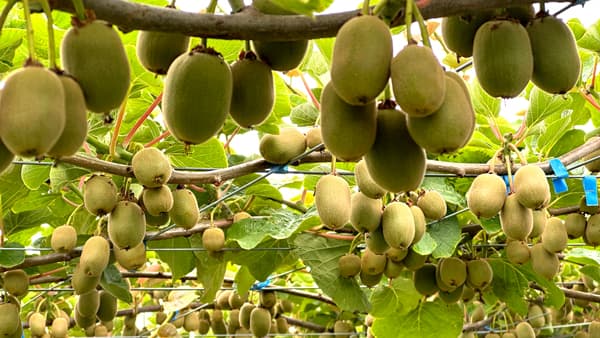 日本でキウイを作る「MIKO JAPAN国産キウイプロジェクト」開始