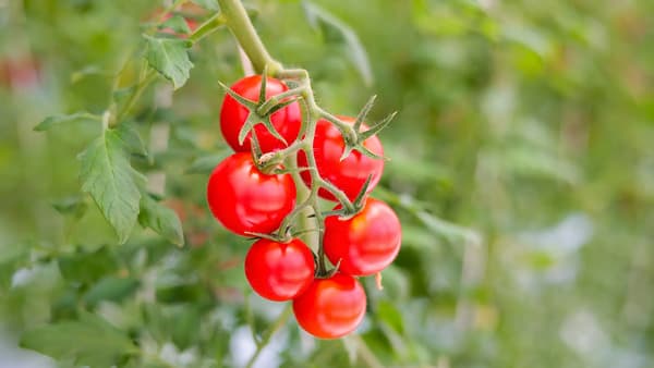 新潟県長岡市から産地直送　フルーツトマト「これトマ」直送開始　小海工房