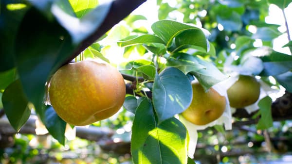 定番品種から希少品種まで「多摩川梨」ＪＡセレサ川崎の直売所などで販売