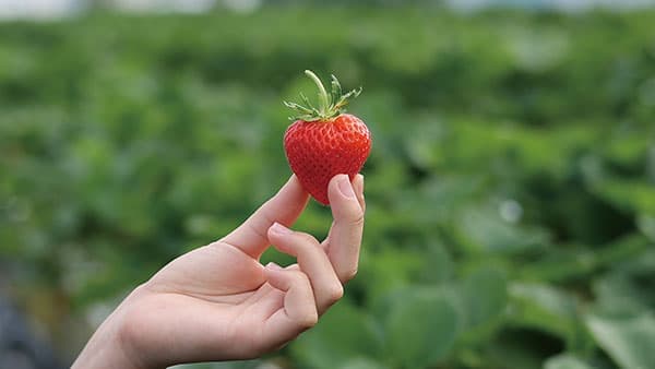 信州・安曇野生まれ夏秋いちご新品種の名称「あまあづみ」に決定　長野県安曇野市