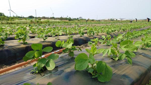 "6次産業化クラブ"が新潟県胎内市に伝わる幻の豆「ろくすけ豆」販売　新潟食料農業大学