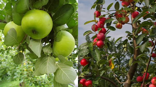 海外品種や和りんごなど希少種りんごの魅力を発信　長野県飯綱町