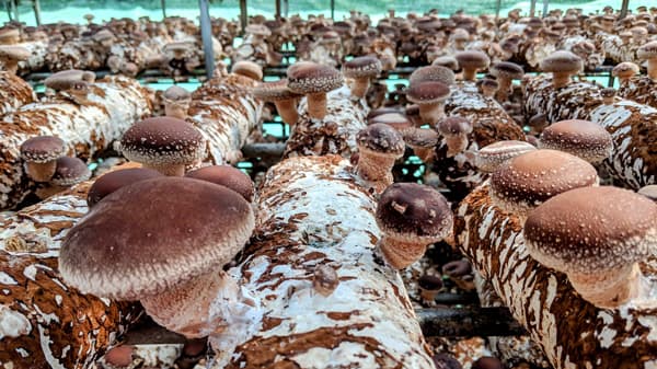 ジャパンアグリテックなど協業各社と「オーガニックキノコ協会」設立　ハルカ社