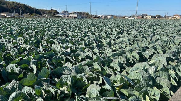 大阪府「泉州キャベツ」使用「千切りキャベツ ビッグパック」関西限定で発売　サラダクラブ