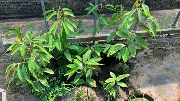 初の国産ドリアン栽培へ　石垣島で国産トロピカルフルーツの生産開始　かをり果樹園石垣