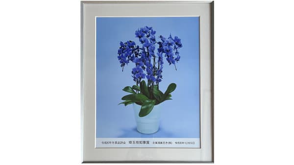 青色コチョウラン「Blue Gene」が埼玉県知事賞を受賞　石原産業