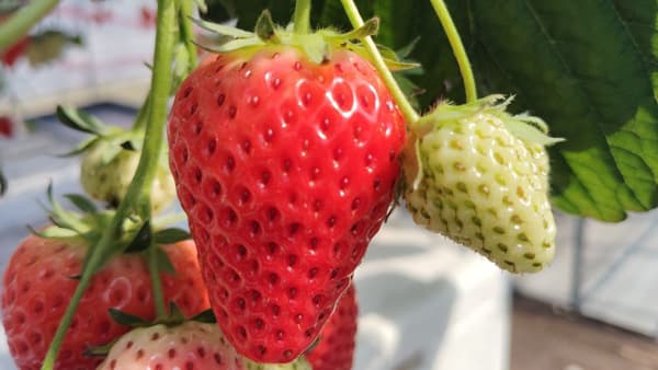 滋賀県初のブランドいちご「みおしずく」12月中旬から本格販売開始
