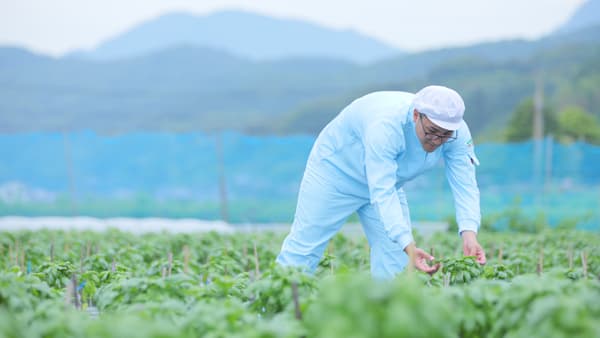 露地栽培バジルの一大産地　大分県国見町のストーリーを紹介　キユーピー