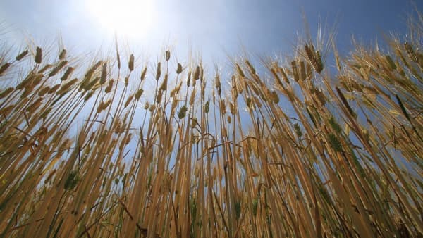 兵庫県加東市、ＪＡみのり連携「加東市産もち麦フォトコンテスト」初開催　マルヤナギ小倉屋