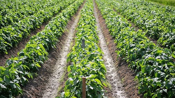 江戸時代から受け継いだ伝統技術「丹波篠山の黒大豆」栽培開始　丹波篠山市