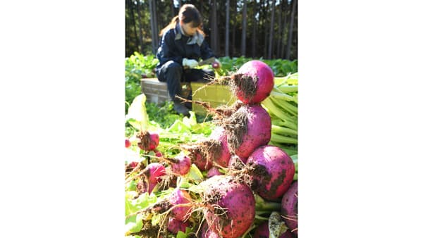飛騨の冬を彩る伝統野菜「赤カブ」が収穫最盛期　岐阜県高山市