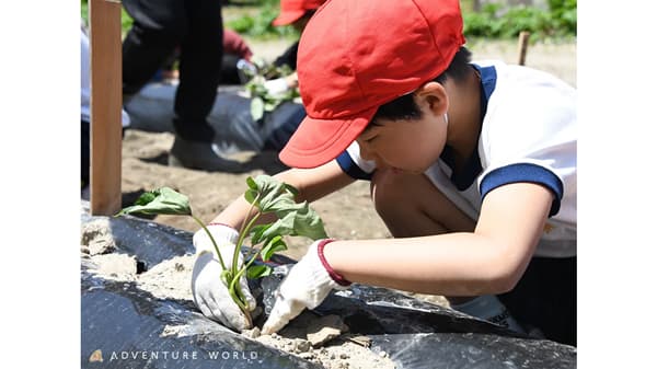 小学校の児童がサツマイモの植え付けを体験　秋に収穫し動物たちにプレゼント　アドベンチャーワールド