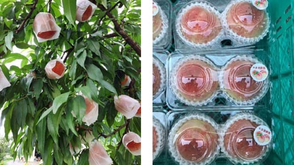 旬を迎える桃の価格　上昇傾向が明らかに　高値傾向継続の見通し　農業総研